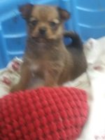 Yoranian Puppies for sale in Beaver, WV, USA. price: NA