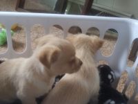 Yoranian Puppies for sale in Beaver, WV, USA. price: NA