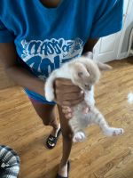 York Chocolate Cat Cats for sale in Conyers, GA, USA. price: $200