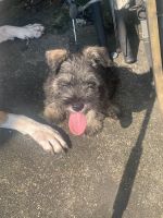 YorkiePoo Puppies for sale in Baytown, TX, USA. price: NA