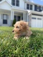 YorkiePoo Puppies for sale in Chanhassen, MN, USA. price: NA