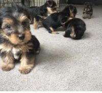 YorkiePoo Puppies for sale in Jacksonville, NC, USA. price: NA