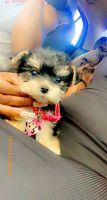 YorkiePoo Puppies for sale in Garland, TX 75043, USA. price: NA