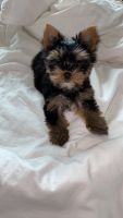 YorkiePoo Puppies for sale in Fort Myers, FL, USA. price: NA