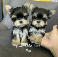 YorkiePoo Puppies for sale in Los Angeles, CA, USA. price: NA