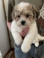 YorkiePoo Puppies for sale in Dayton, OH, USA. price: NA