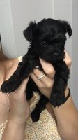 YorkiePoo Puppies for sale in Cold Spring, KY 41076, USA. price: NA