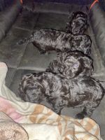 YorkiePoo Puppies for sale in Riverside County, CA, USA. price: NA