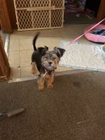 YorkiePoo Puppies for sale in Griffin, GA, USA. price: NA