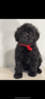 YorkiePoo Puppies for sale in New York, NY, USA. price: NA
