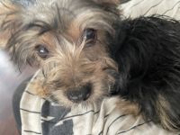 YorkiePoo Puppies for sale in Jacksonville, NC, USA. price: NA