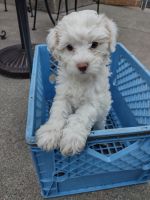YorkiePoo Puppies for sale in West Fargo, ND, USA. price: NA