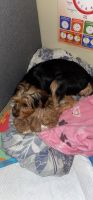 YorkiePoo Puppies for sale in 3445 Holland Ave, Bronx, NY 10467, USA. price: NA