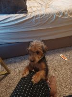 YorkiePoo Puppies for sale in Ramsey, MN 55303, USA. price: NA