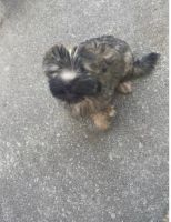 YorkiePoo Puppies for sale in Camden, SC 29020, USA. price: NA
