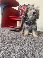 YorkiePoo Puppies for sale in Conyers, GA, USA. price: NA