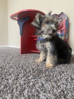 YorkiePoo Puppies for sale in Conyers, GA, USA. price: NA