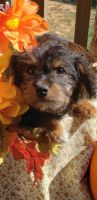 YorkiePoo Puppies for sale in Edgar Springs, MO 65462, USA. price: NA