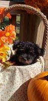 YorkiePoo Puppies for sale in Edgar Springs, MO 65462, USA. price: NA