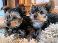YorkiePoo Puppies for sale in Nevada, OH 44849, USA. price: NA