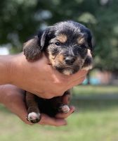YorkiePoo Puppies for sale in Columbus, GA 31909, USA. price: NA