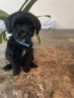 YorkiePoo Puppies for sale in Victorville, CA 92392, USA. price: NA
