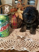 YorkiePoo Puppies for sale in 952 Walters Rd, Lucasville, OH 45648, USA. price: NA