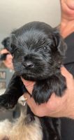 YorkiePoo Puppies for sale in Bloomington, IL, USA. price: NA