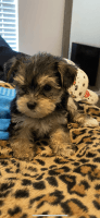 YorkiePoo Puppies for sale in Fort Worth, TX, USA. price: NA