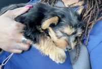 YorkiePoo Puppies for sale in Richmond, TX, USA. price: NA