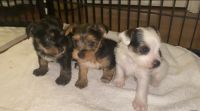 YorkiePoo Puppies for sale in Hayward, CA, USA. price: NA