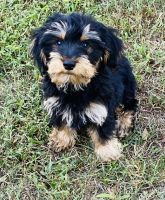 YorkiePoo Puppies for sale in Winston, GA 30187, USA. price: NA