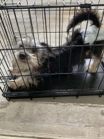 YorkiePoo Puppies for sale in Swatara, PA 17111, USA. price: NA