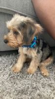 YorkiePoo Puppies for sale in West Palm Beach, FL, USA. price: NA