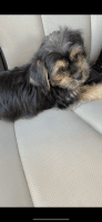 YorkiePoo Puppies for sale in Normal, IL, USA. price: NA