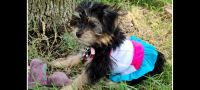 YorkiePoo Puppies for sale in Rockwall, TX, USA. price: NA