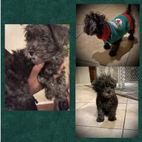 YorkiePoo Puppies for sale in Sugar Land, TX, USA. price: NA
