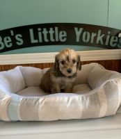 YorkiePoo Puppies for sale in Sumrall, MS 39482, USA. price: NA