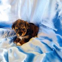 YorkiePoo Puppies for sale in Pearson, GA 31642, USA. price: NA