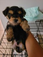 YorkiePoo Puppies for sale in Port Richey, FL 34668, USA. price: NA