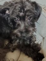 YorkiePoo Puppies for sale in Lakewood, OH, USA. price: NA