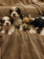 YorkiePoo Puppies for sale in Grandville, MI, USA. price: NA