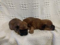YorkiePoo Puppies for sale in Coleman, MI 48618, USA. price: NA