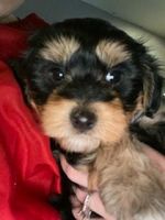 YorkiePoo Puppies for sale in Fort Myers, FL 33966, USA. price: NA