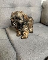 YorkiePoo Puppies for sale in Silver Spring, MD, USA. price: NA