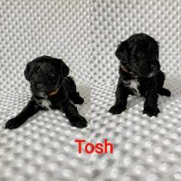 YorkiePoo Puppies for sale in Volga, SD 57071, USA. price: NA