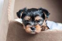 YorkiePoo Puppies for sale in Copperas Cove, TX 76522, USA. price: NA