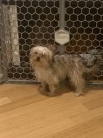 YorkiePoo Puppies for sale in Lancaster, CA, USA. price: NA