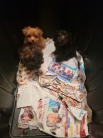 YorkiePoo Puppies for sale in Brooklyn, NY, USA. price: NA