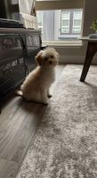 YorkiePoo Puppies for sale in Littleton, CO 80129, USA. price: NA